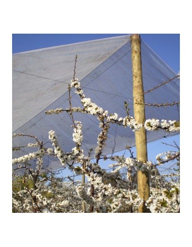 CARPAS DE CEREZOS